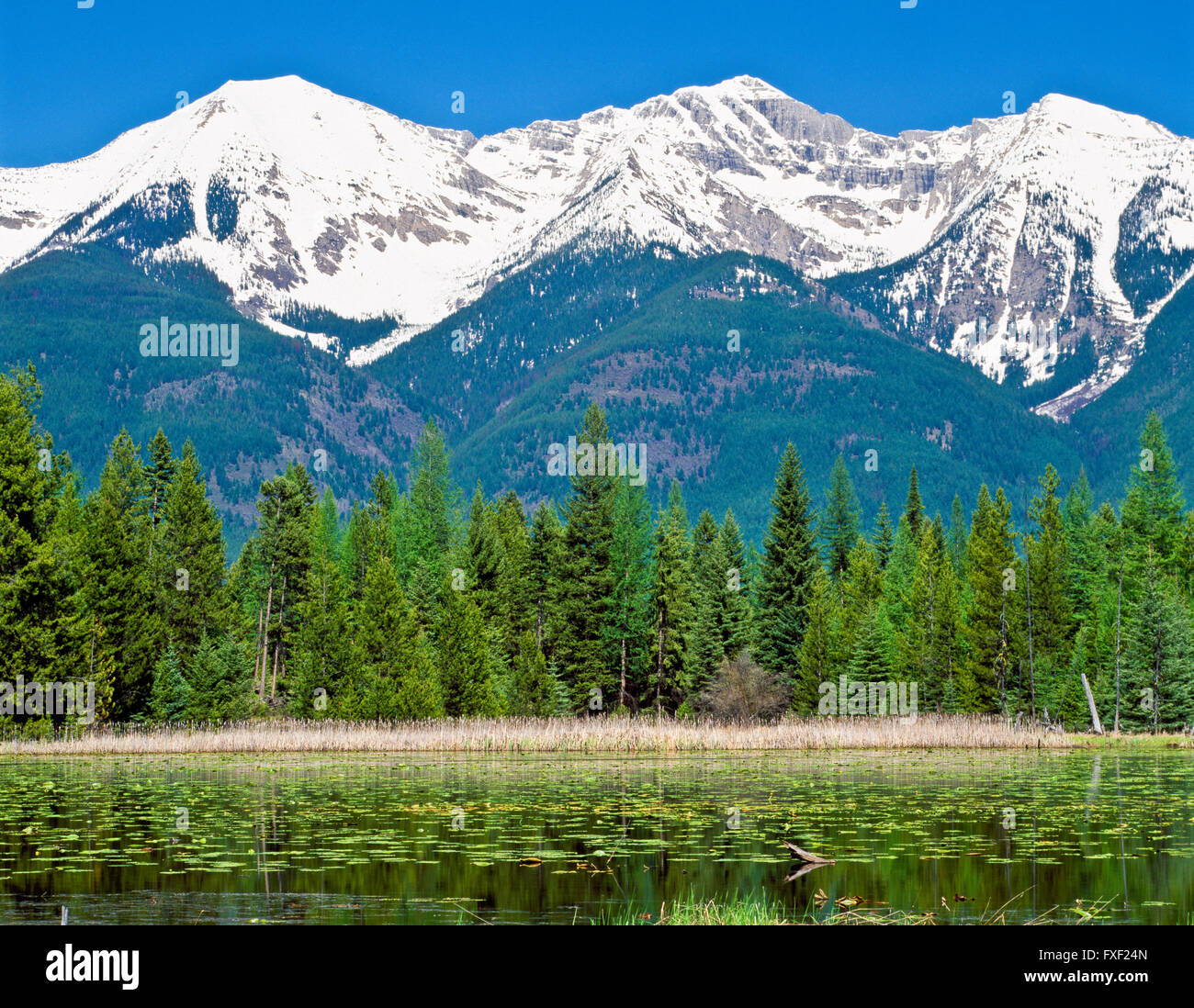 schwanenkette über einem Teich im Schwanental bei condon, montana Stockfoto