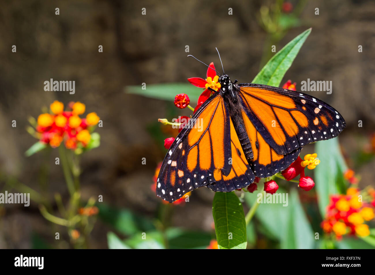Eine männliche Monarchfalter (Danaus Plexippus) ruht auf einem Blatt Stockfoto