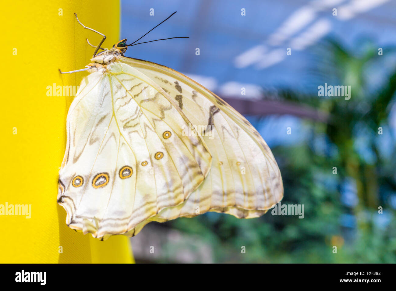 Weiße Morpho Schmetterling auf eine gelbe Wand (Morpho Polyphemus) Stockfoto