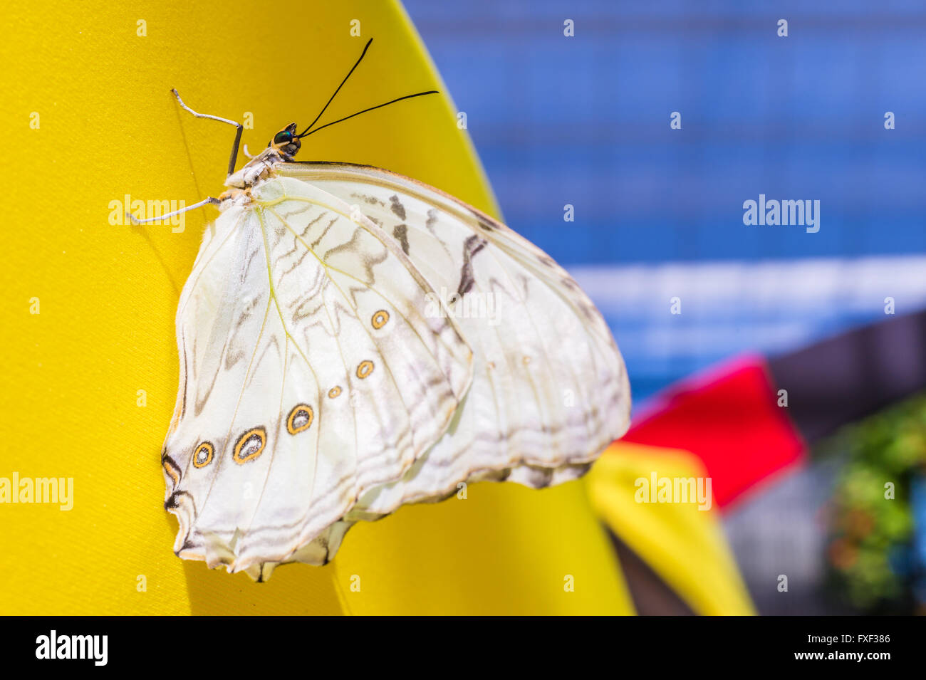 Weiße Morpho Schmetterling auf eine gelbe Wand (Morpho Polyphemus) Stockfoto