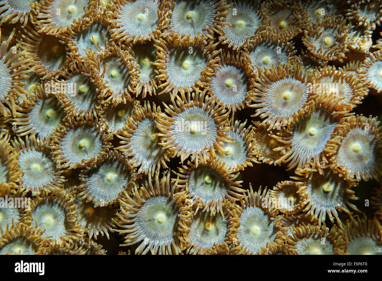 Unterwasser Meerestiere, Nahaufnahme von Mat Krustenanemonen, Zoanthus Pulchellus, Karibik Stockfoto