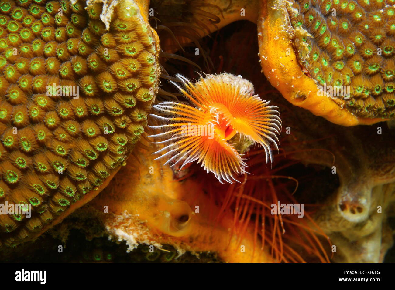 Marine Unterwasserwelt, rot gefleckten Hufeisen Wurm, Protula SP., in der Nähe von Boulder Sterne Coral, Karibik Stockfoto