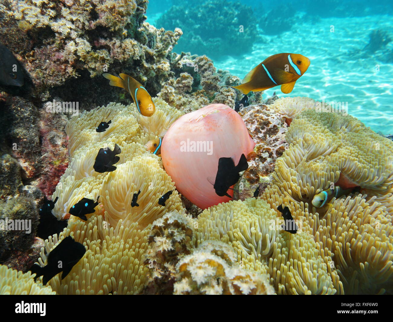Seeanemonen mit tropischen Fischen Orange-Fin Anemonenfische und Riffbarsche, Unterwasser, Moorea, Pazifik, Französisch-Polynesien Stockfoto