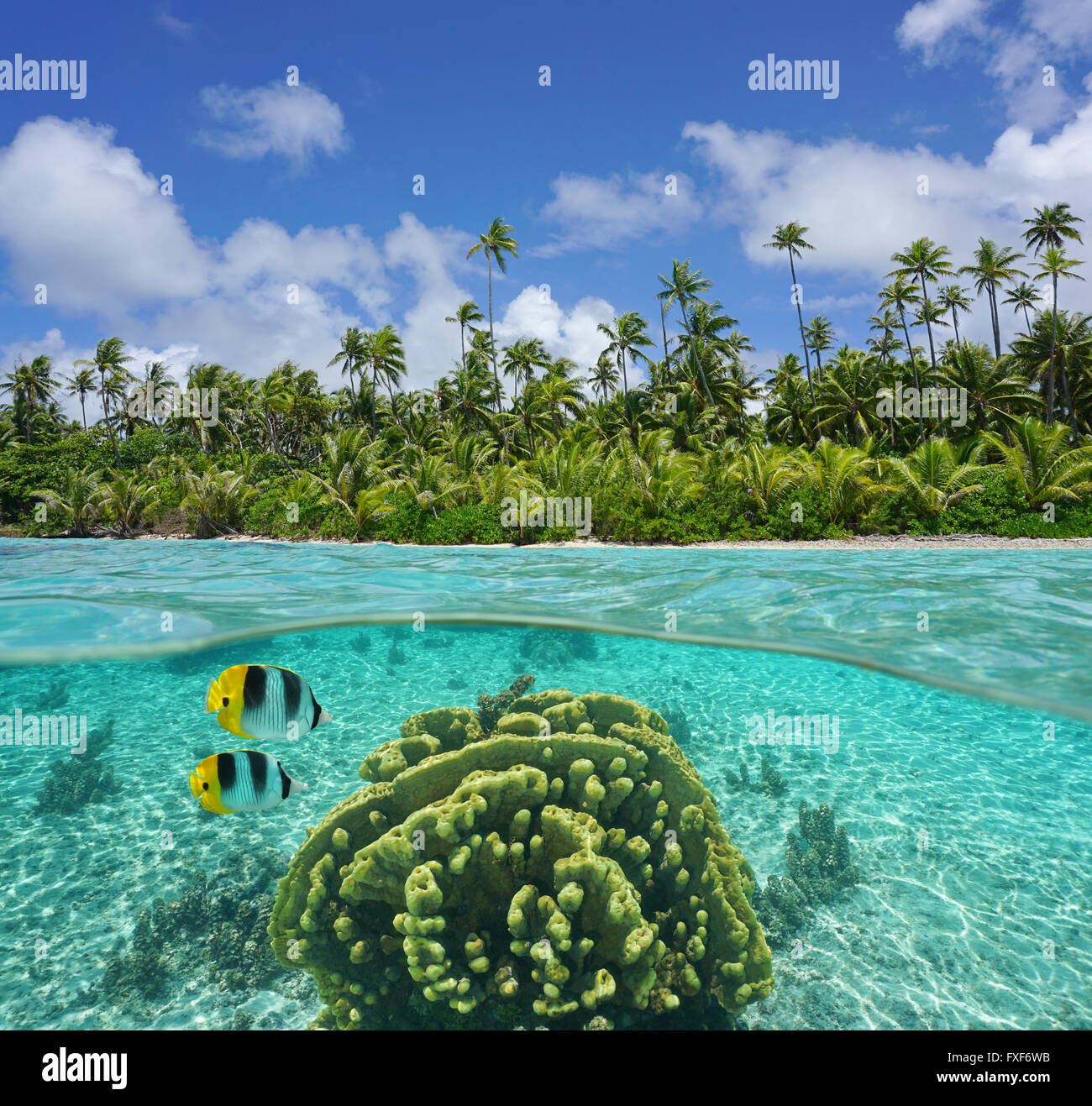 Tropische Küste mit Kokospalmen und Korallen Unterwasser, geteilte Ansicht oberhalb und unterhalb der Oberfläche, Pazifik, Französisch-Polynesien Stockfoto