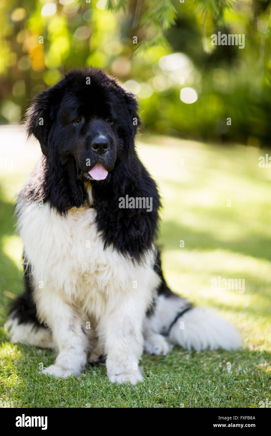 Nahaufnahme des Hundes entspannend auf Rasen Stockfoto