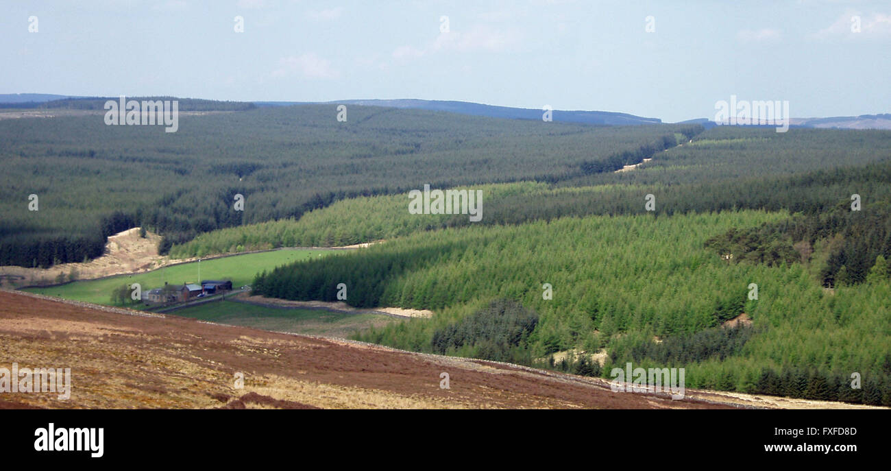 Kielder Forest Stockfoto