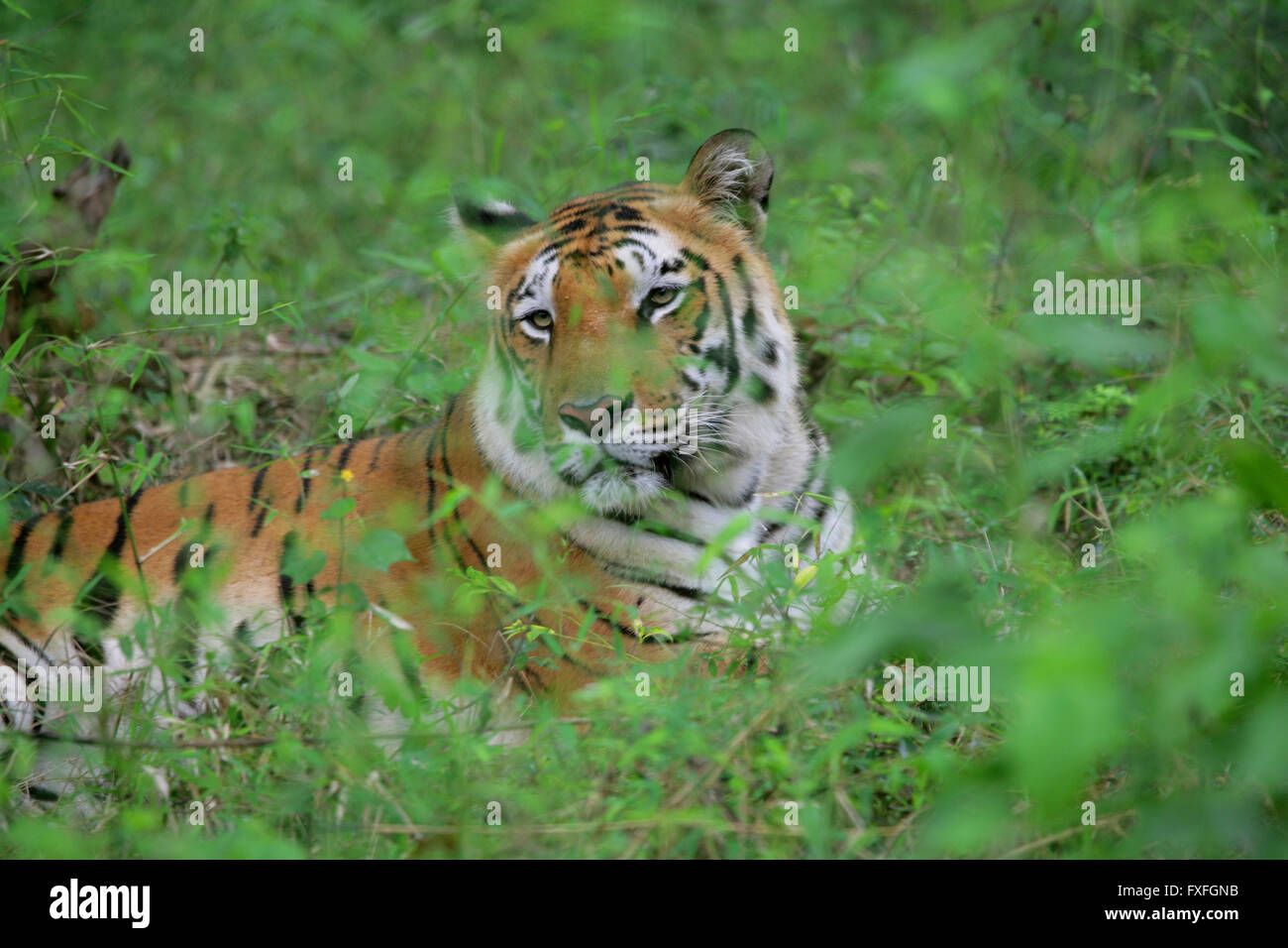 Tiger (Panthera Tigris) im grünen Büschen von Ranthambore Nationalpark, Indien. Tiger eine vom Aussterben bedrohte und größte Katzenart Stockfoto