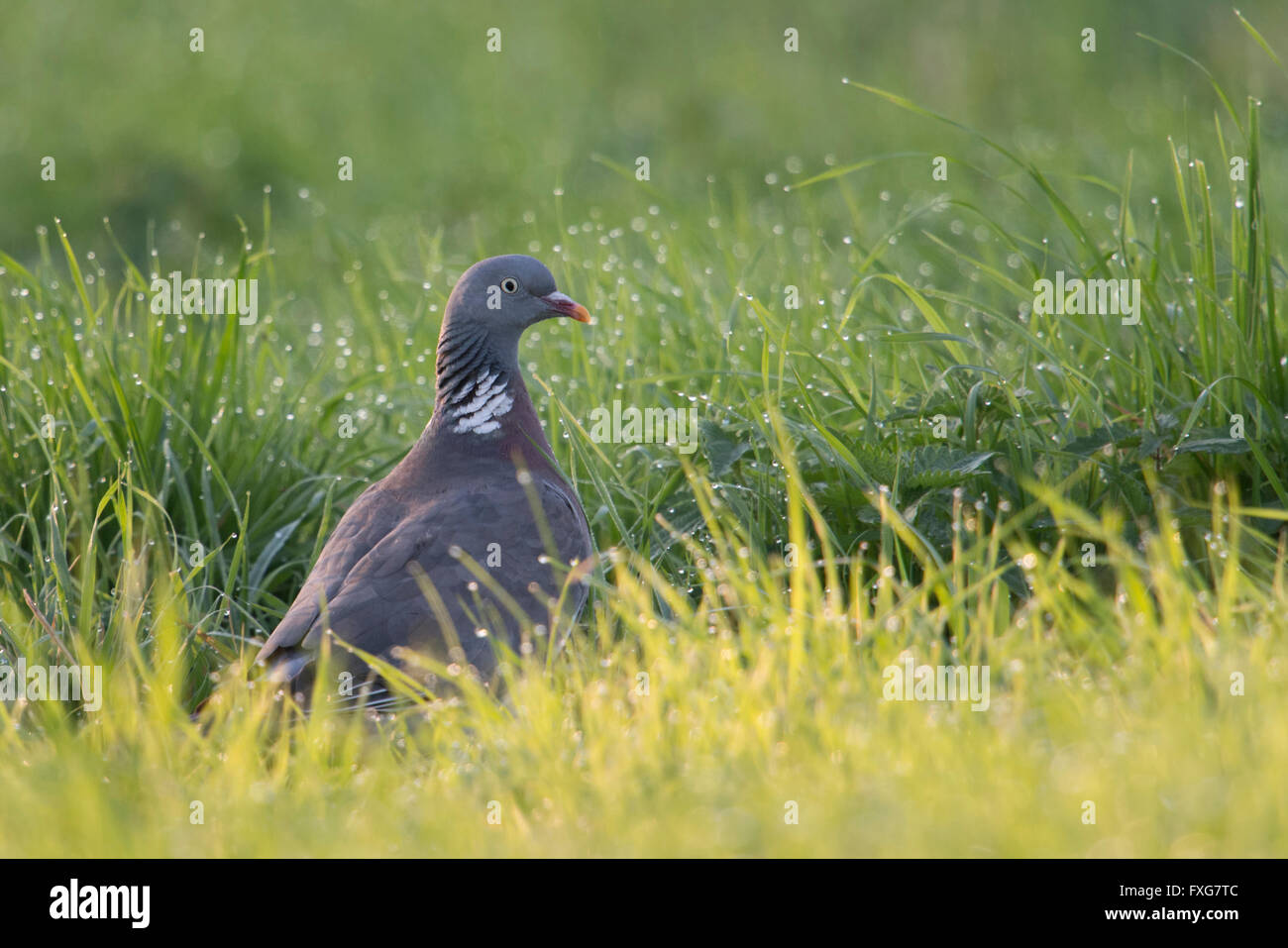 Holztaube ( Columba palumbus ), erwachsener Vogel, der in hohem Gras einer feuchten Wiese sitzt, viele funkelnde Tau-Tropfen, Tierwelt, Europa. Stockfoto