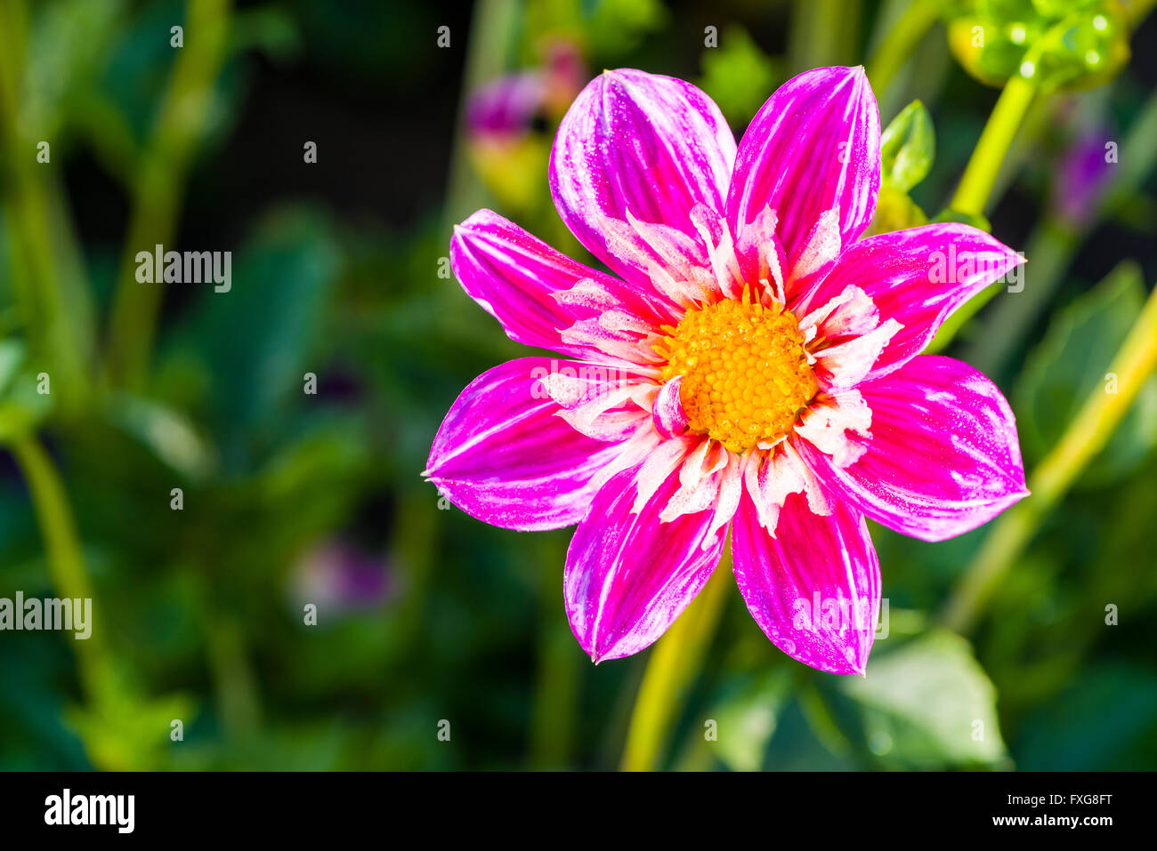 Dahlie (Dahlia SP.) Blume benannt Blütenmeer, Heidenau, Sachsen, Deutschland Stockfoto