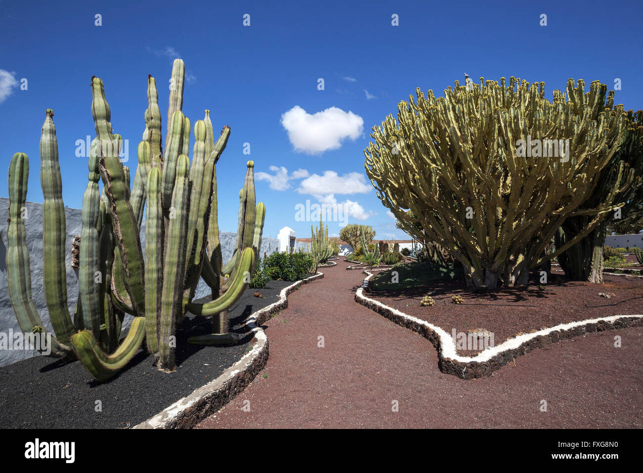 Kakteen (Cactaceae) und Kandelaber Bäumen (Euphorbia Kandelaber), Kakteengarten des Museo del Queso, Antigua, Fuerteventura Stockfoto