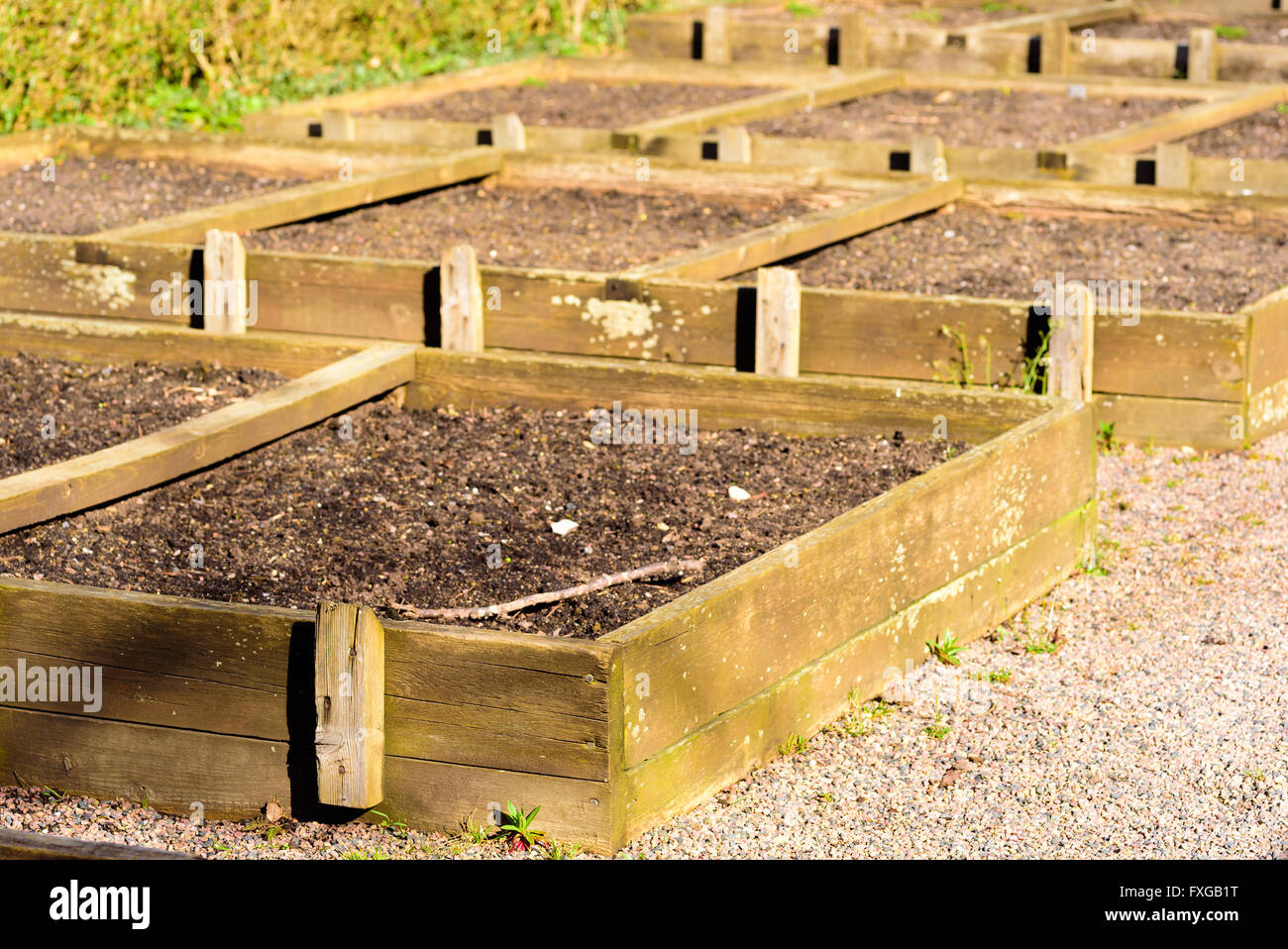 Viele hölzerne Beete mit nährstoffreichen Boden an einem Kies-Bereich im Freien. Stockfoto