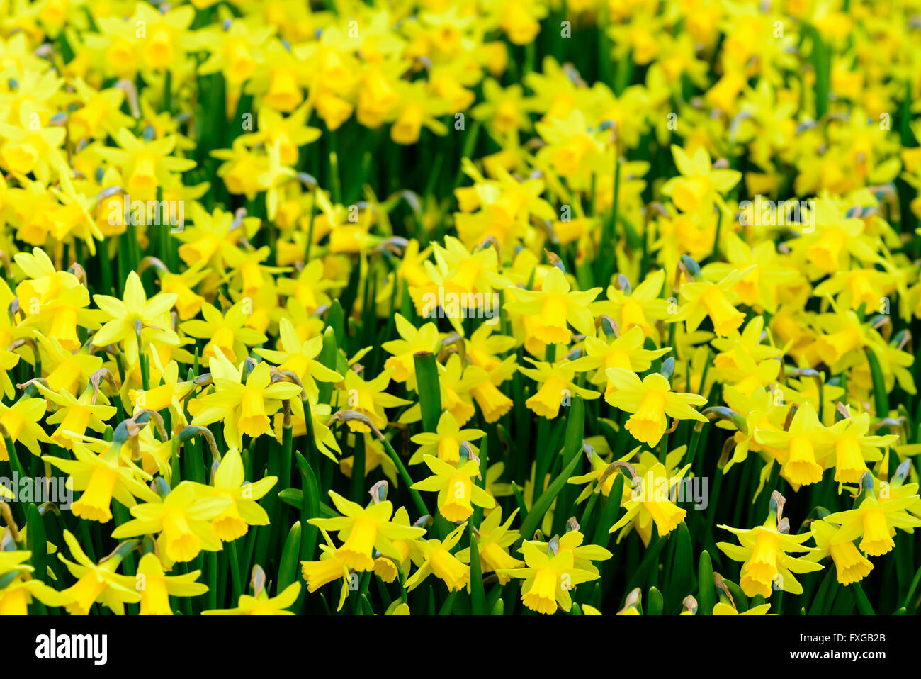 Narcissus Cyclazetta allgemein bekannt als Kopf-an-Kopf-Narzisse. Viele Blumen auf einem Feld. Stockfoto