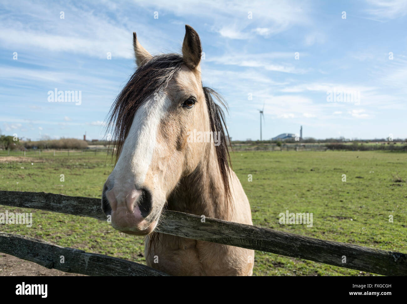 Pferde in einem Feld in Londons Grüngürtel in der Nähe von Crossness, SE2, London, UK Stockfoto