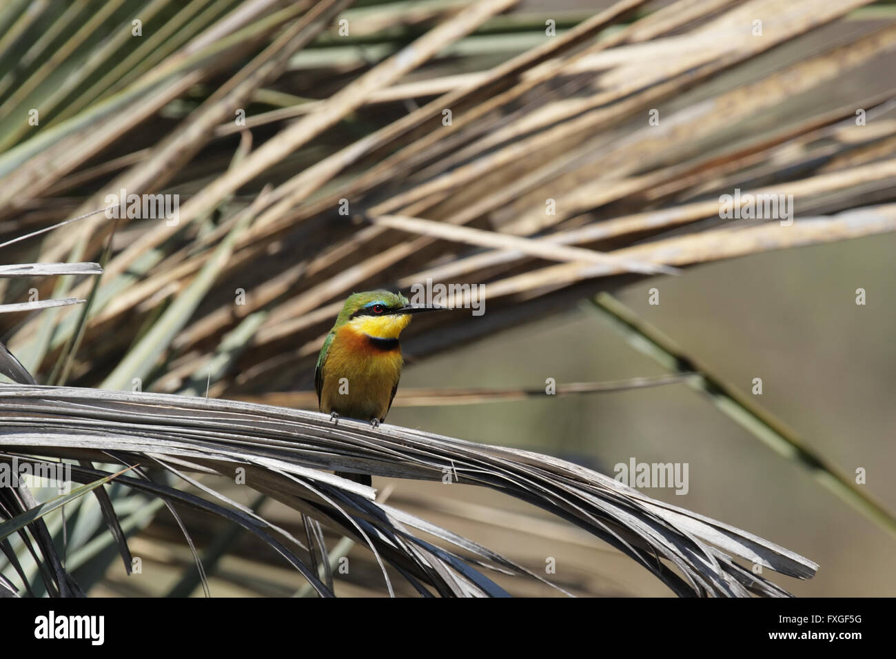 Kleine Bienenfresser (Merops percivali) in das Okavango Delta, Botswana. Stockfoto