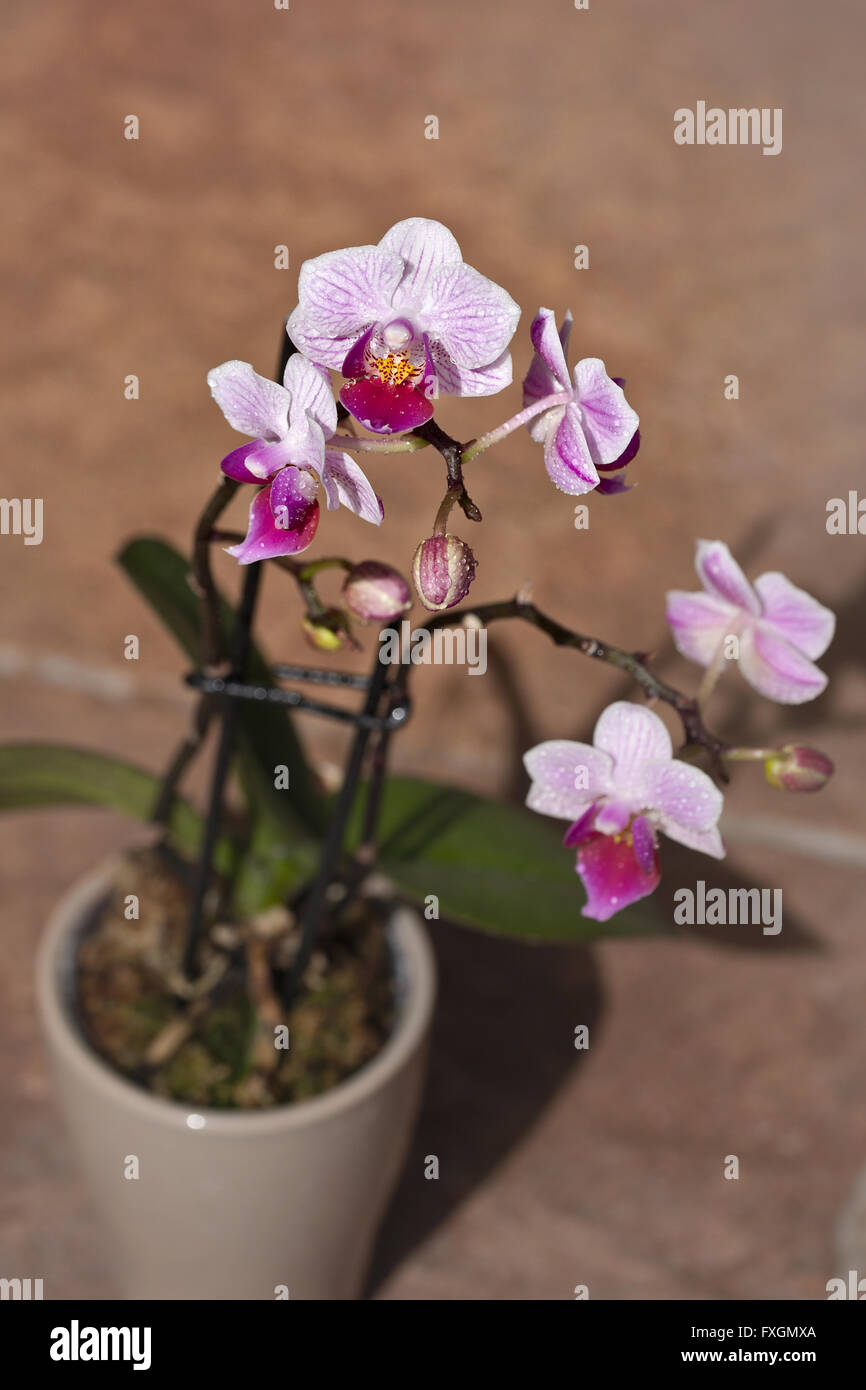 ein wenig rosa & Schönheit Orchidee Stockfoto