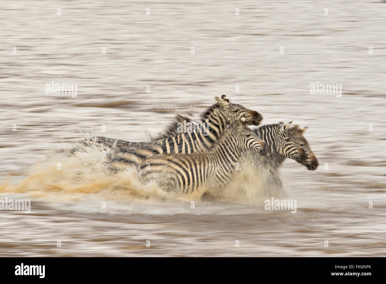 Eine Herde von Plain Zebras, die Überquerung des Mara Flusses während der großen jährlichen Migration in Masai Mara, Afrika Stockfoto