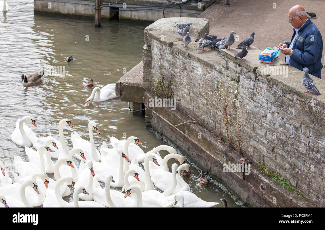 Mann, die Fütterung von Schwänen und Gänsen Weißbrot, Stratford-upon-Avon, Warwickshire, England, UK Stockfoto