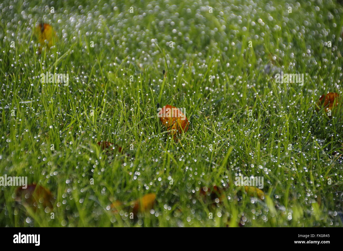 Einsam im Herbst Blatt taufrischen Gras Stockfoto