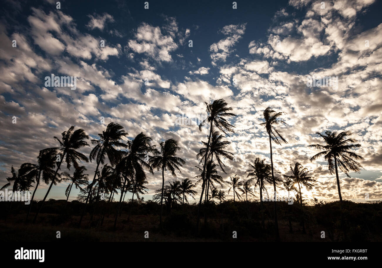 Mosambik, unberührte Natur, Palmen Bäume, Gegenlicht, bewölkten Himmel. Stockfoto