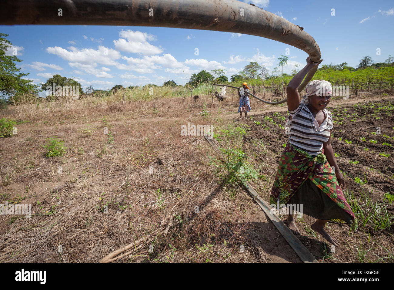 Mosambik, arbeiten Frauen in der Mitte der Plantage. Stockfoto