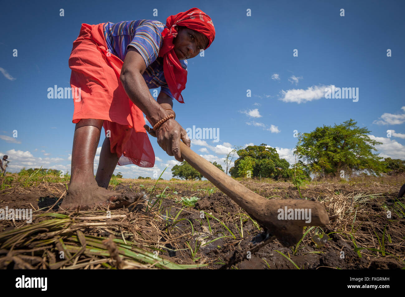 Mosambik, arbeiten Frauen in der Mitte der Plantage. Stockfoto