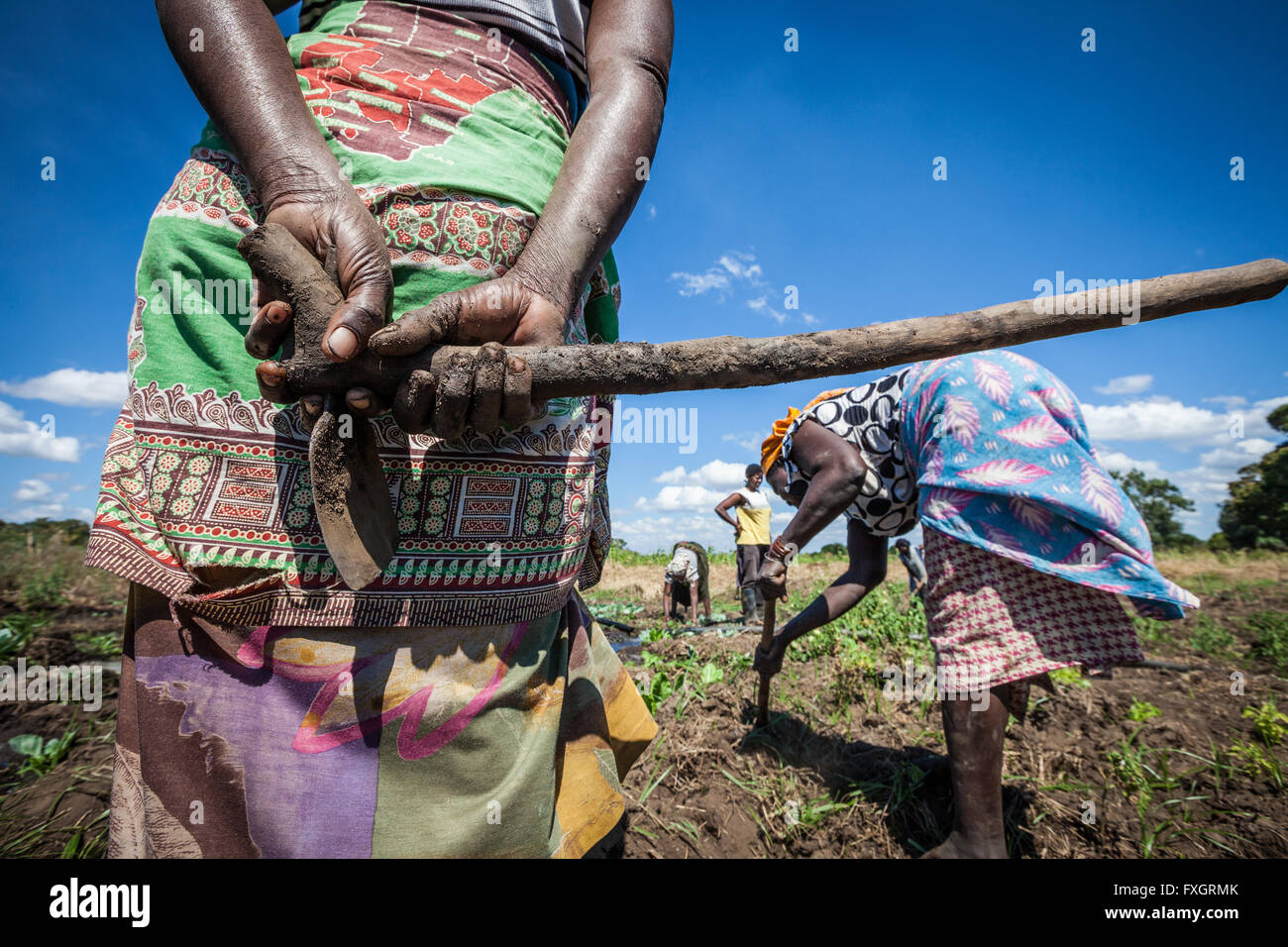 Mosambik, arbeiten Frauen in der Mitte der Plantage. Stockfoto