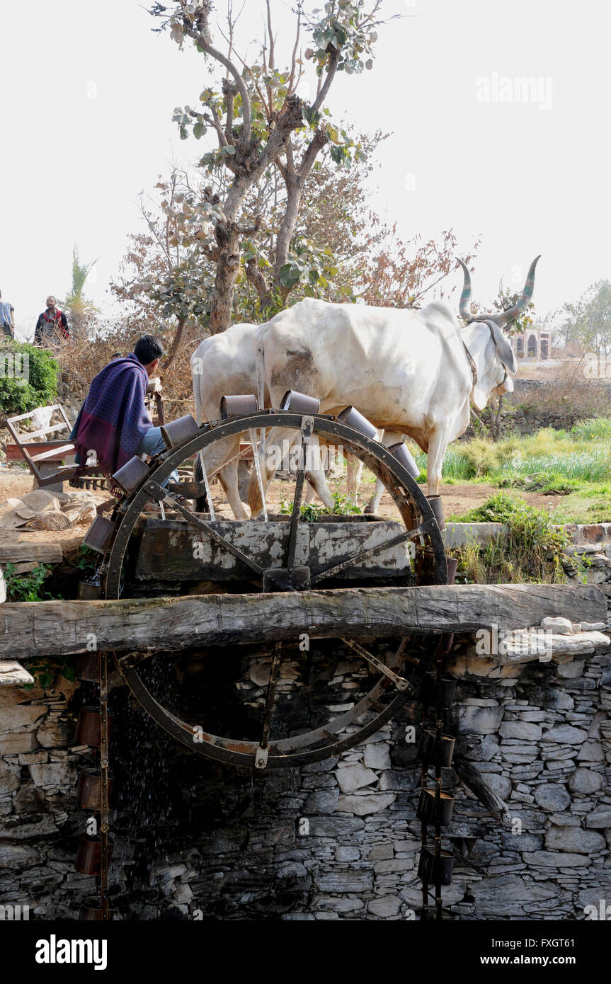 Ochsen ziehen Wasser aus einem Brunnen in Rajasthan, Indien, mit der persischen Rad-Methode verwendet wird. Stockfoto