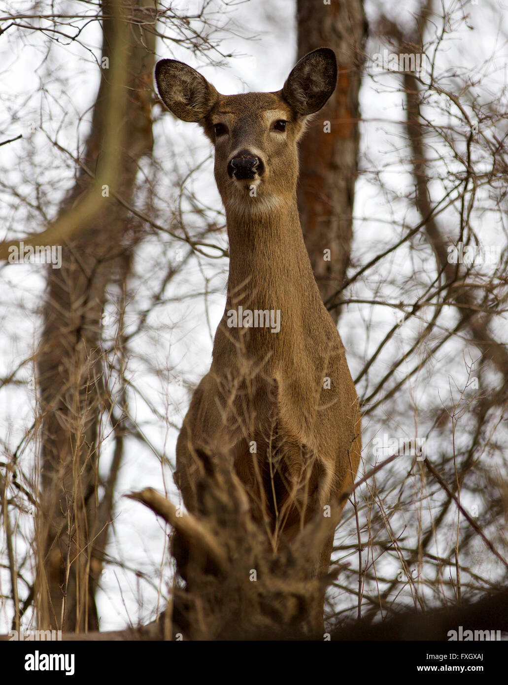 Schönes Bild mit einer wilde Rehe im Wald Stockfoto