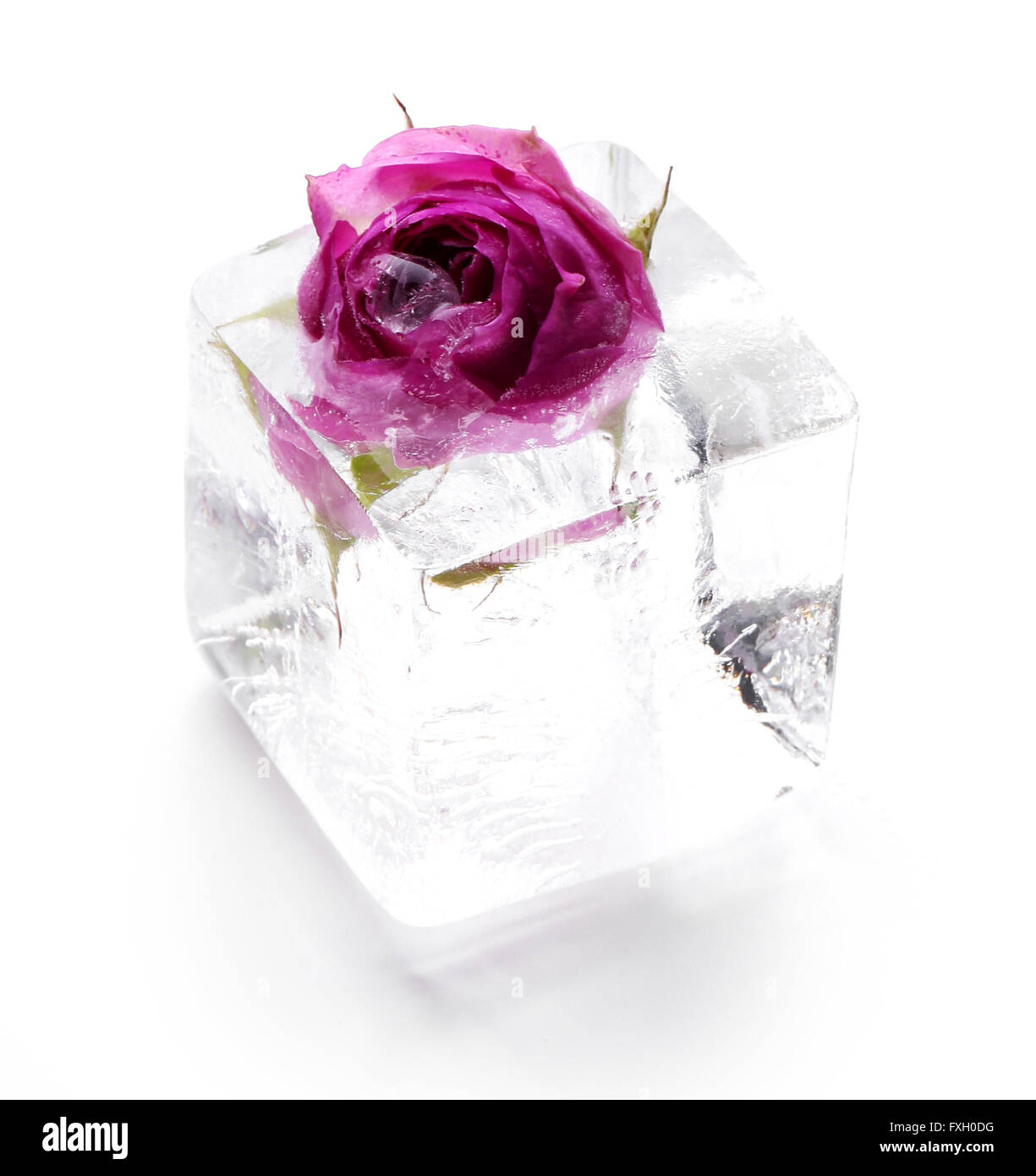 Gefrorene rose Stockfoto