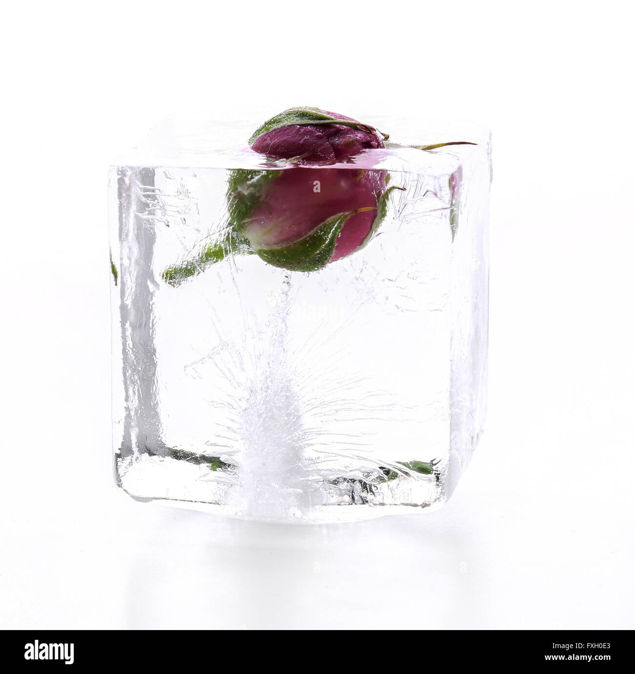 Gefrorene rose Stockfoto