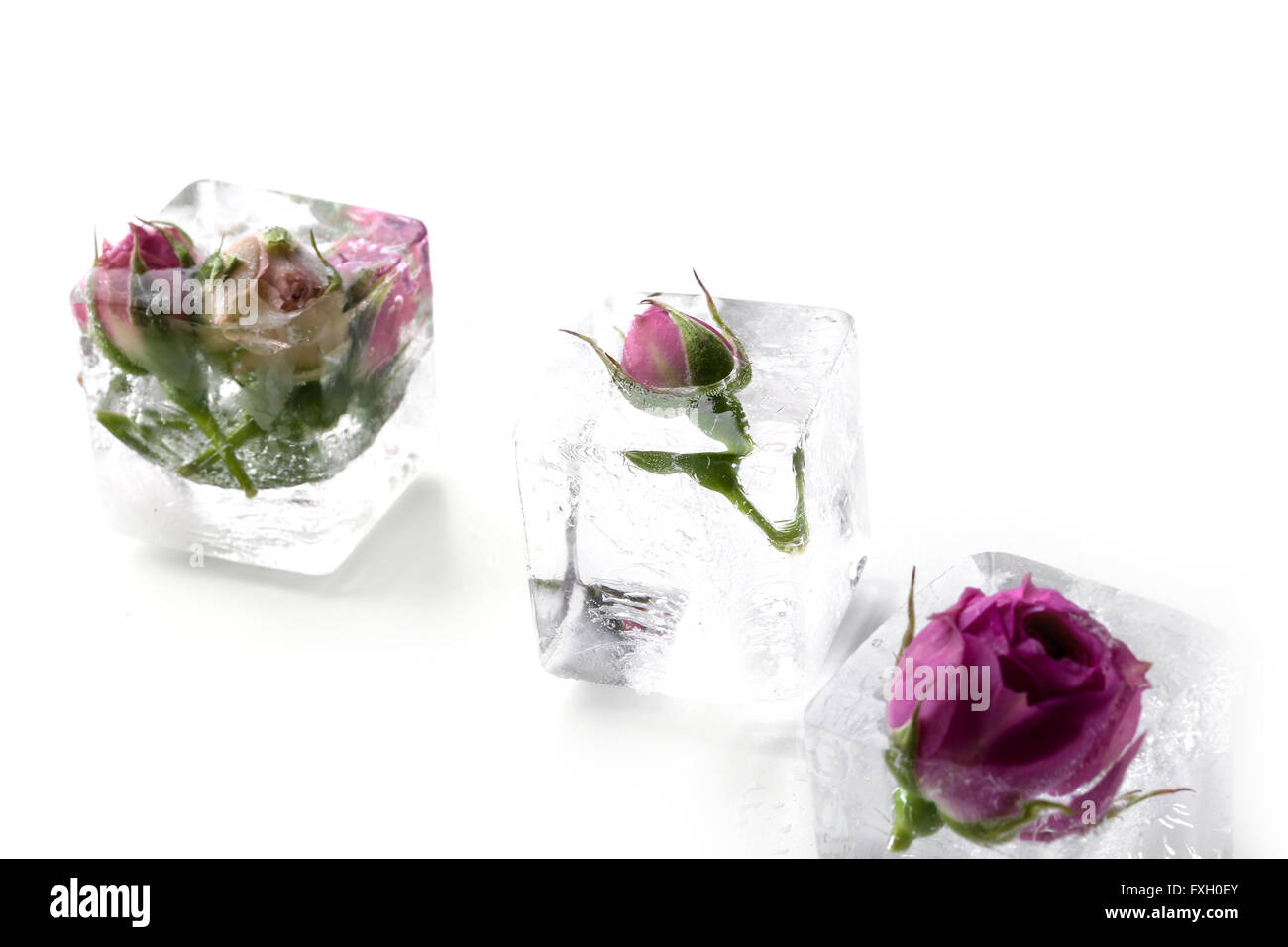 Gefrorene rose Stockfoto