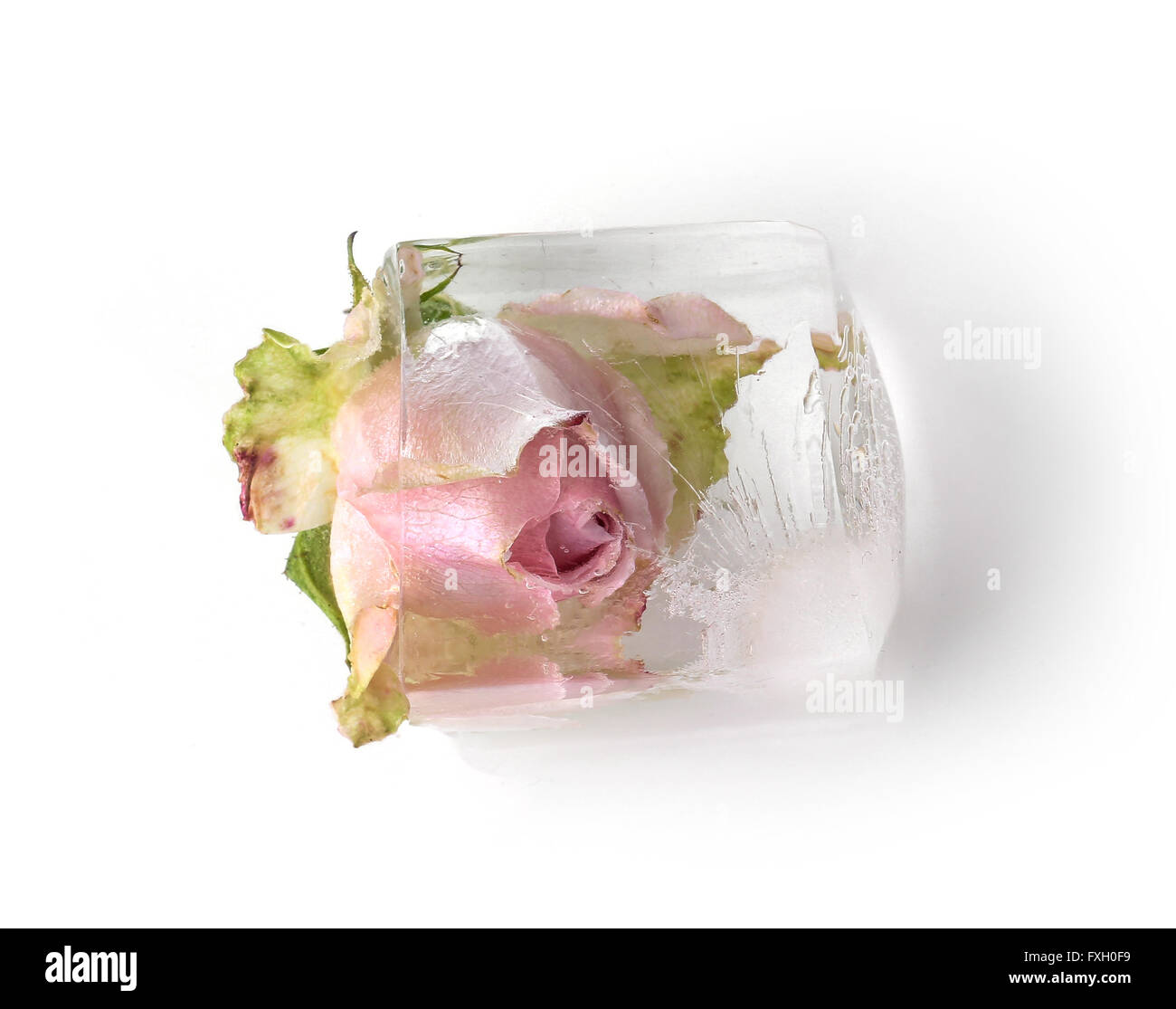 Gefrorene rose Stockfoto