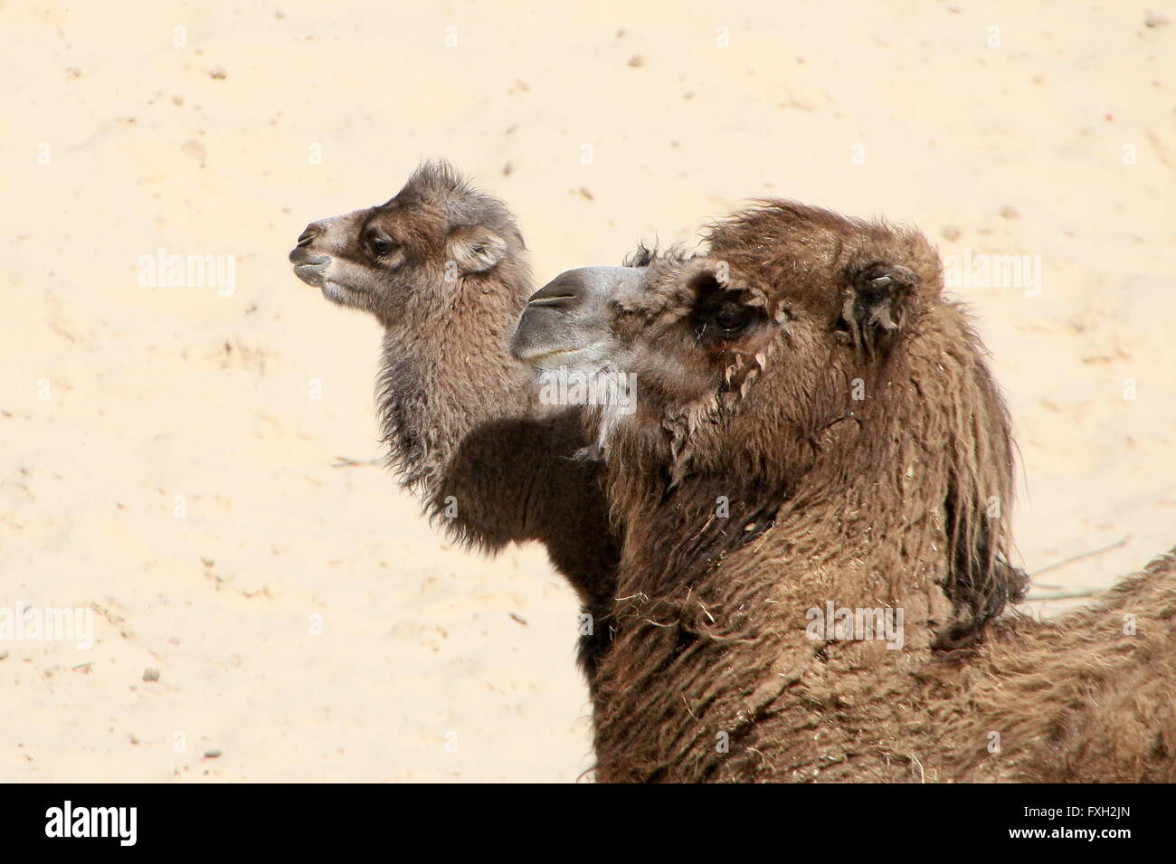 Zentrale asiatische baktrischen Kamel (Camelus Bactrianus), Mutter mit ihrem jungen Kalb Stockfoto