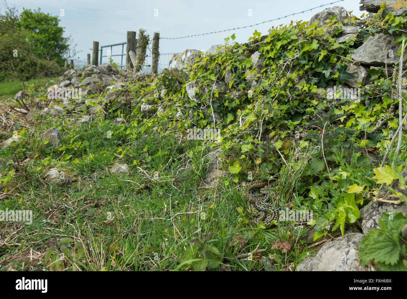 Gemeinsamen Kreuzotter Vipera Berus, Erwachsene zusammengerollt zusammen auf Basis der Trockenmauern Wand, Hellenge Hill, Weston-Super-Mare, Somerset im April. Stockfoto