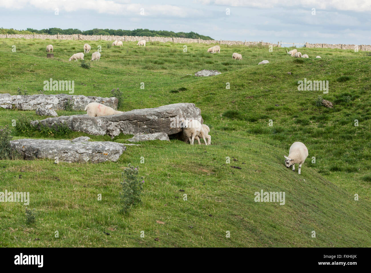 Schafe am Arbor Henge in Derbyshire das nördliche Äquivalent von Stonehenge Stockfoto