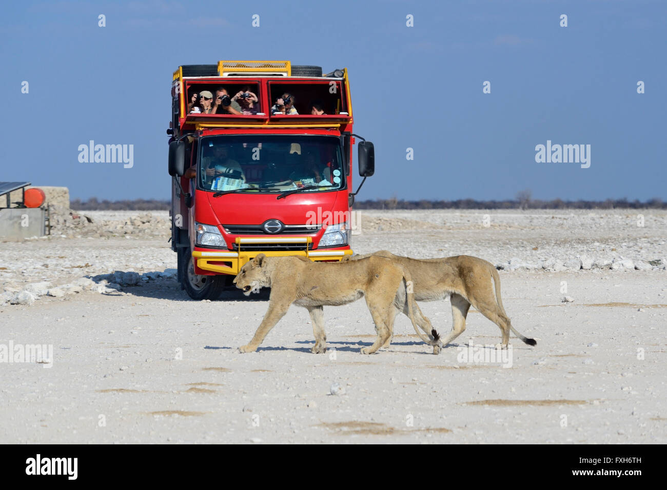Weibliche Löwen (Panthera Leo) Straße beobachtet von Safari-Fahrzeug im Etosha Nationalpark, Namibia Stockfoto