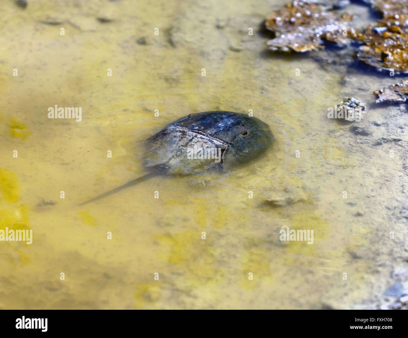 Horseshoe Crab auf Merritt Island National Wildlife Refuge, Titusville, Florida,U.S.A in einem kleinen Pool schwimmen. Stockfoto