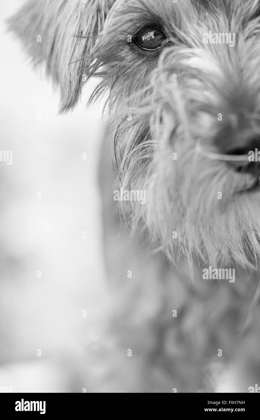 Schwarz-Weiß-Porträt eines Zwergschnauzer-Hundes Stockfoto