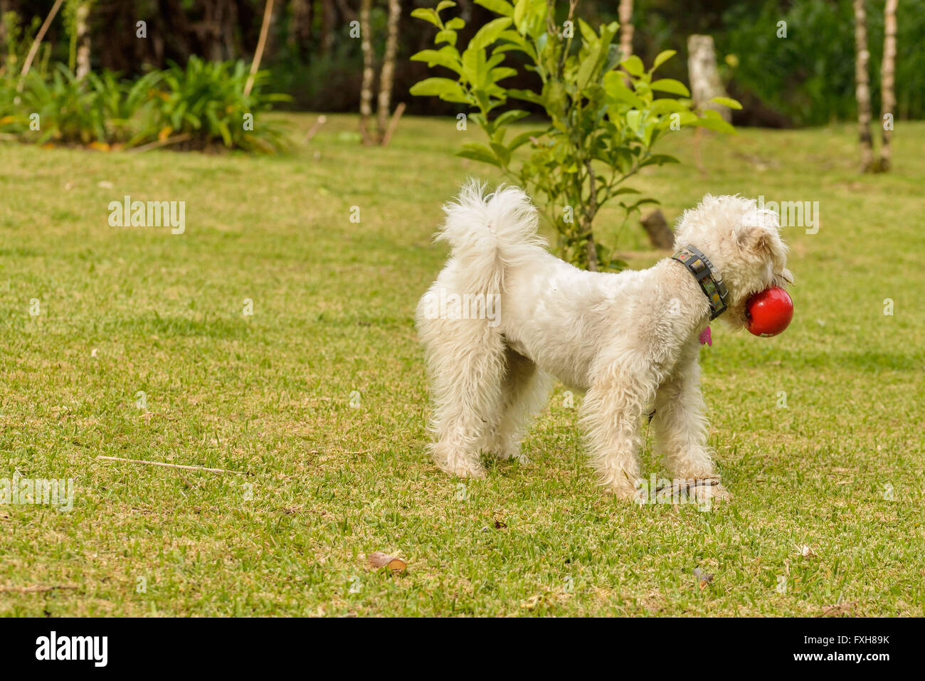 Weißer Hund mit einem roten Spielzeug-ball Stockfoto