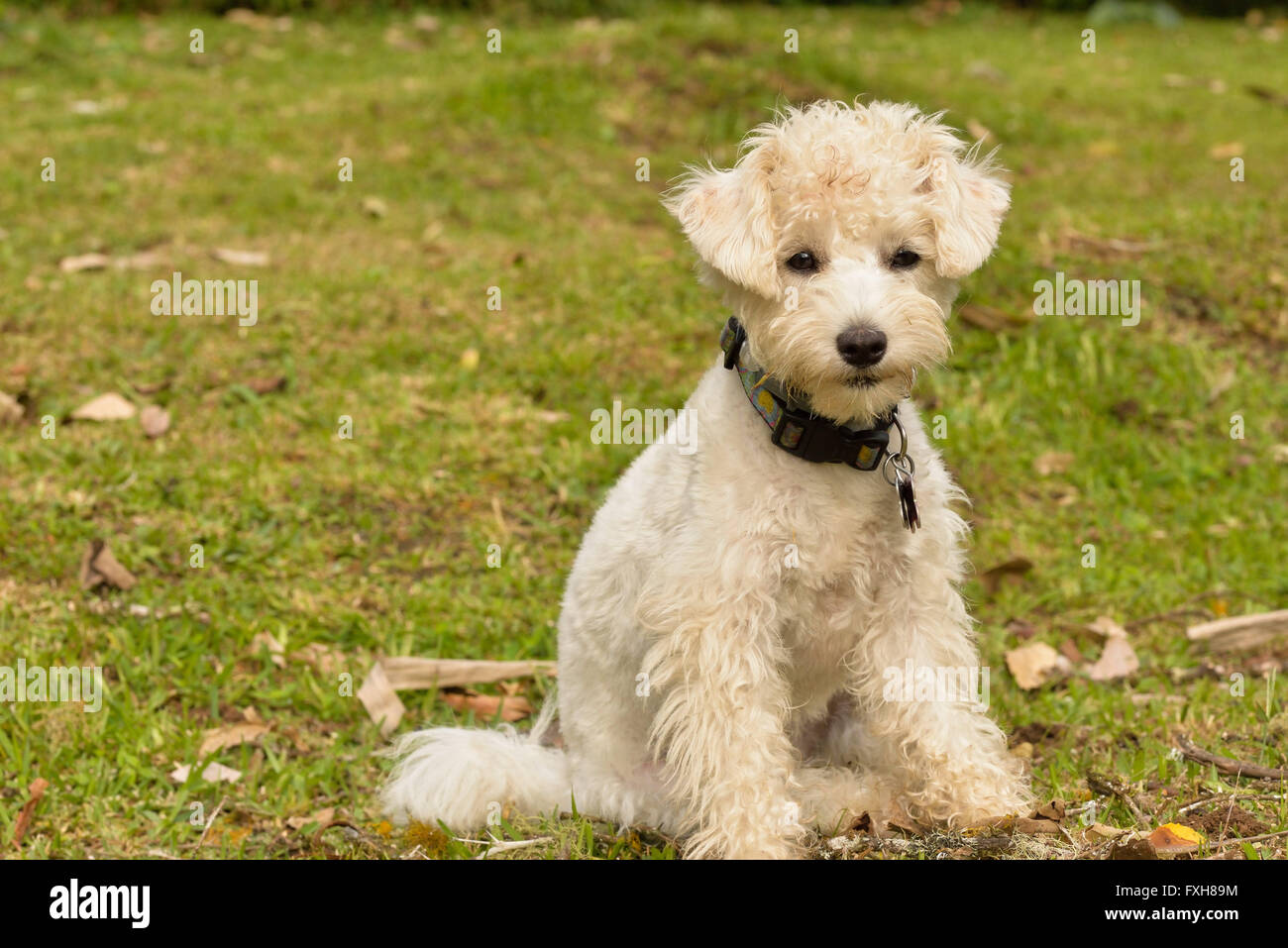 Weißer Pudelhund Stockfoto