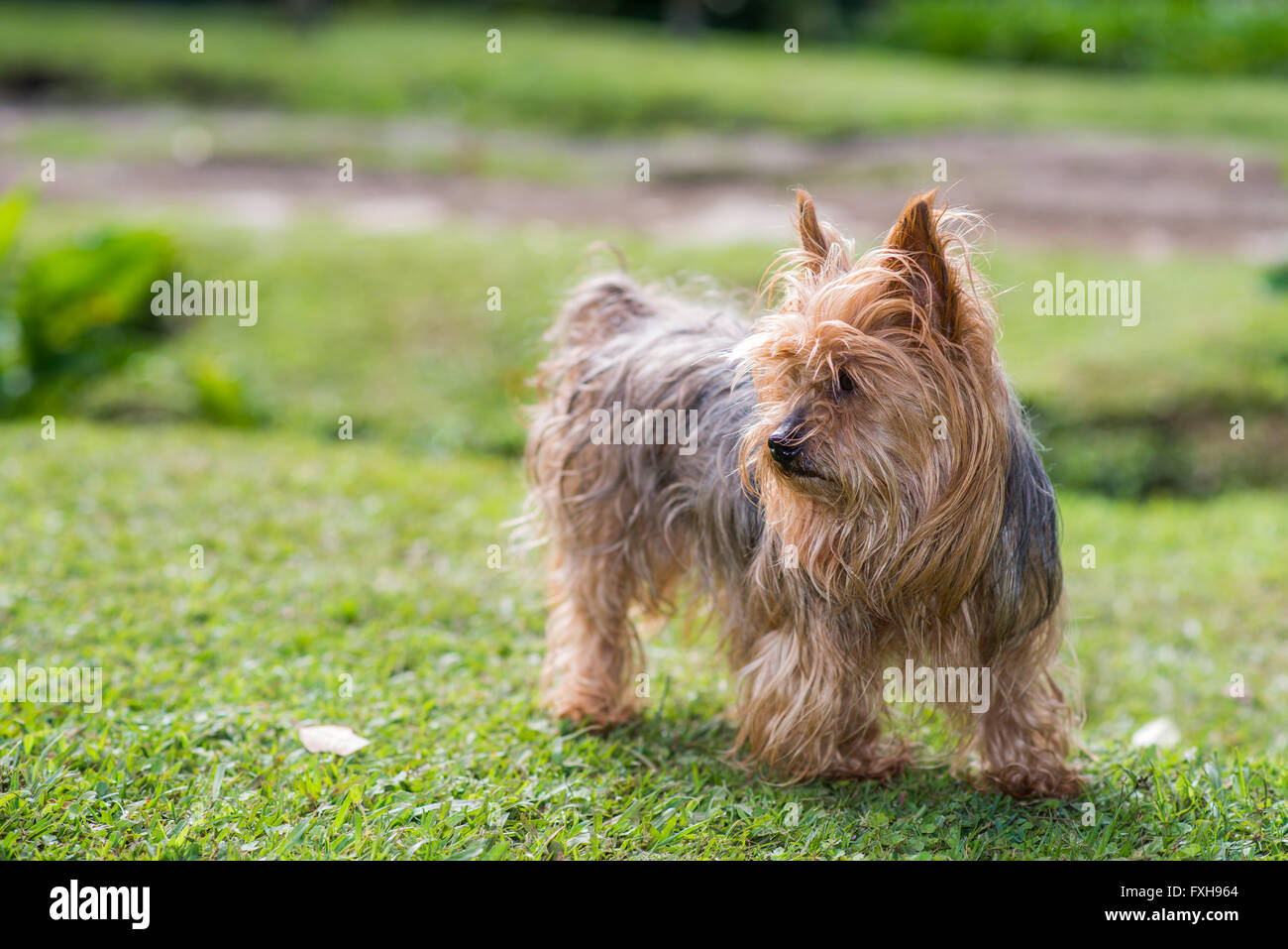 Yorkshire Terrier Hund im wind Stockfoto