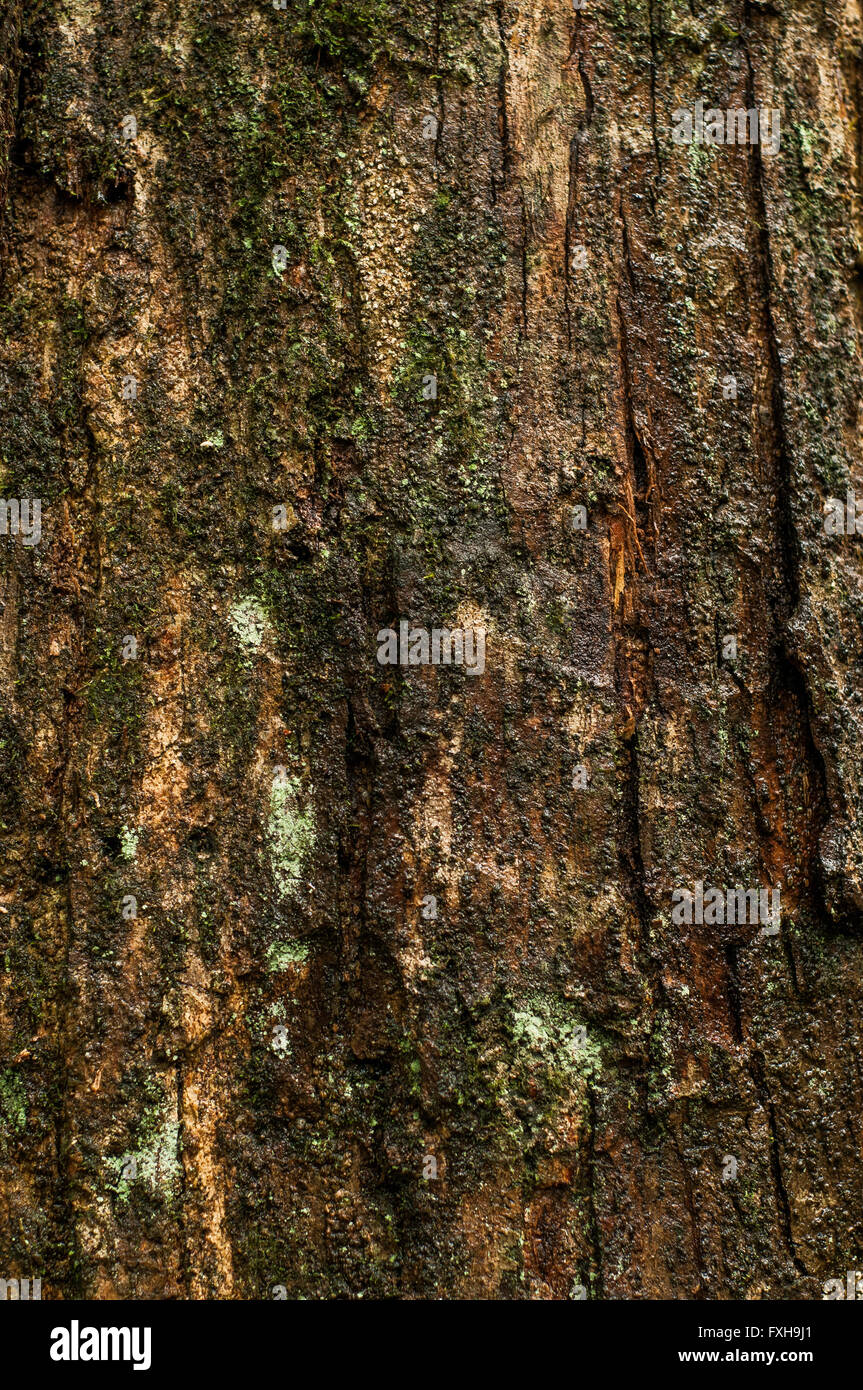 Kiefer-Stamm / Textur einer Kiefer-Trunk Stockfoto