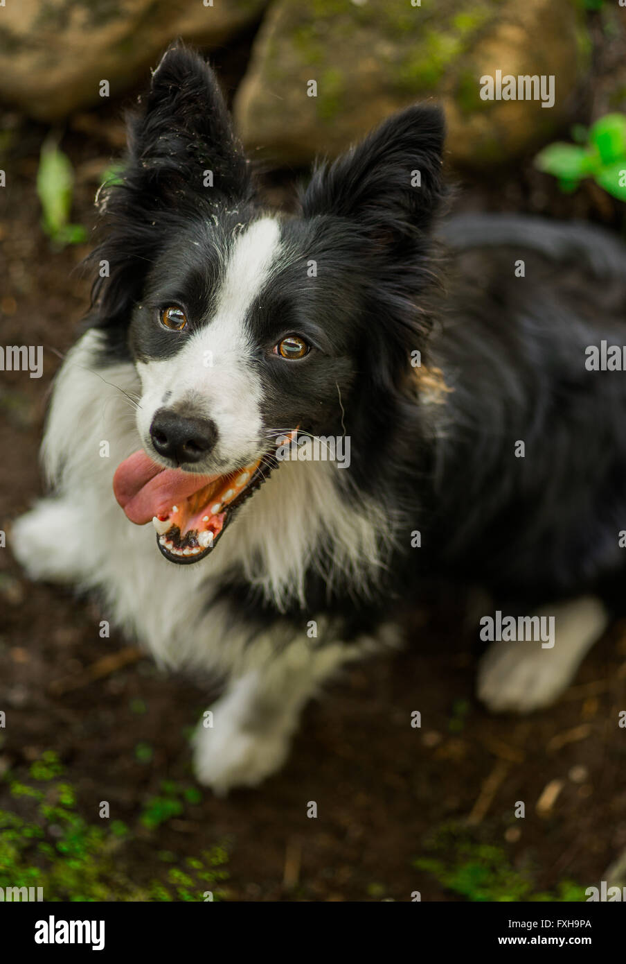 Border-Collie Hund Stockfoto