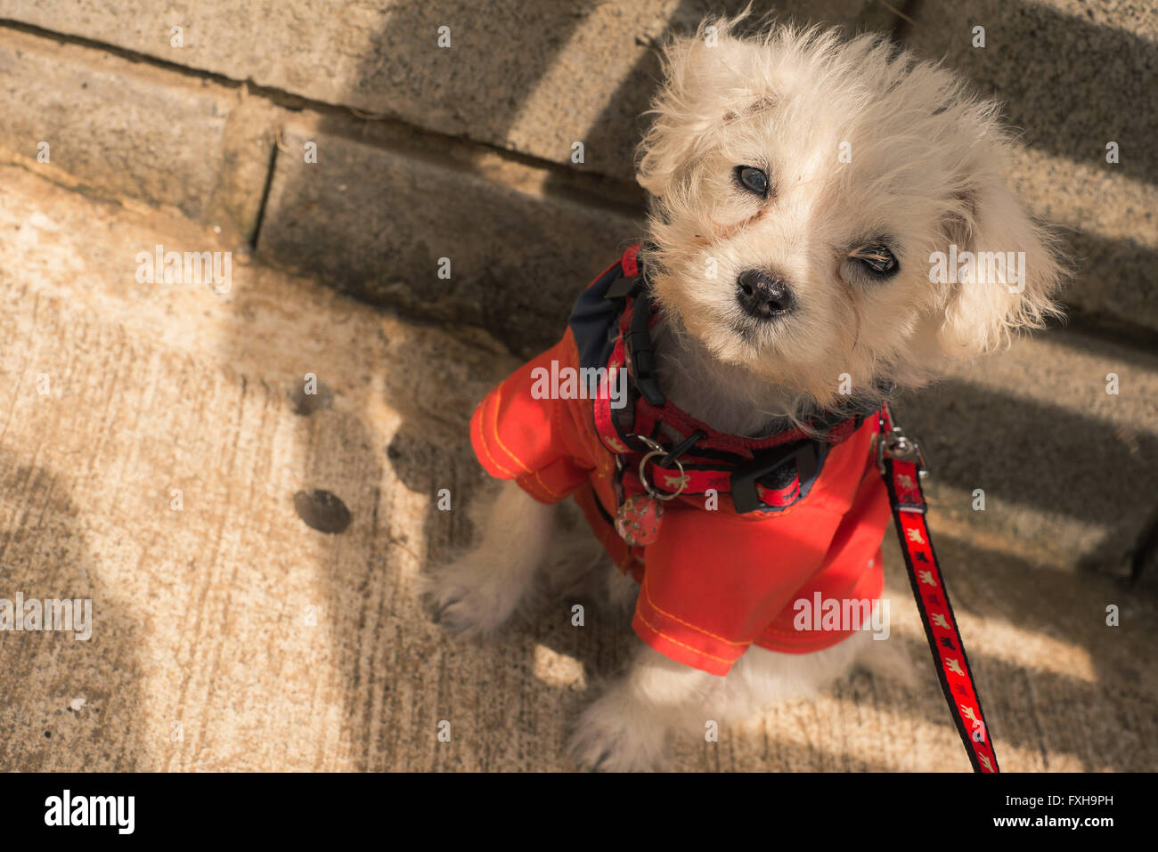 Neu geborenen Welpen Hund mit einem roten Mantel Stockfoto
