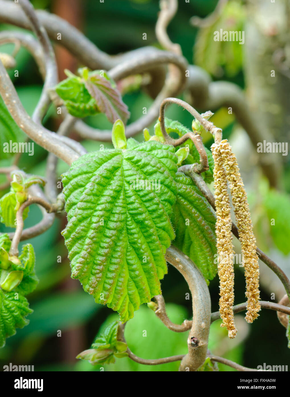 Haselnuss-Zweig, Corylus Avellana Contorta, mit Blättern und männlicher Blütenstand Stockfoto