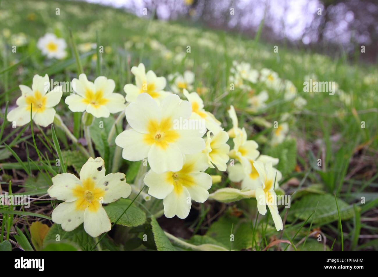 Blasse gelbe Primeln (Primula Vulgaris) wachsen in einem natürlichen Display auf einem geschützten grasbewachsenen Hang in Derbyshire England UK Stockfoto