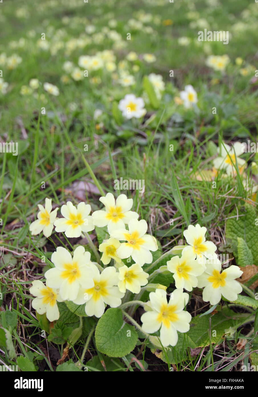 Blasse gelbe Primeln (Primula Vulgaris) wachsen in einem natürlichen Display auf einem geschützten grasbewachsenen Hang in Derbyshire England UK Stockfoto