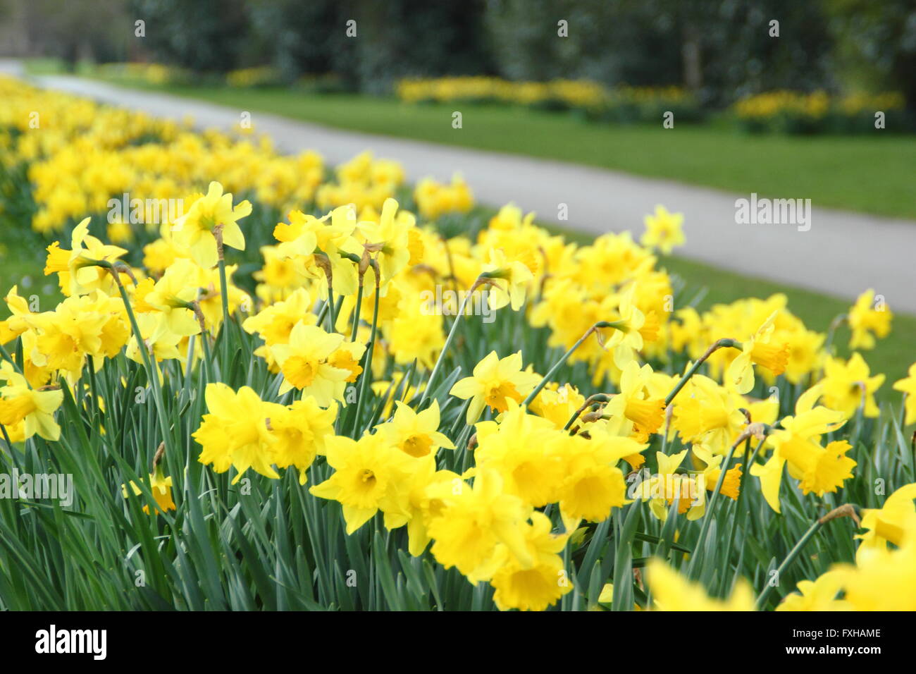 Narzissen-Linie ein Fußweg auf dem Trans-Pennine-Trail in Wentworth Dorf, Rotherham England UK - Frühling Stockfoto