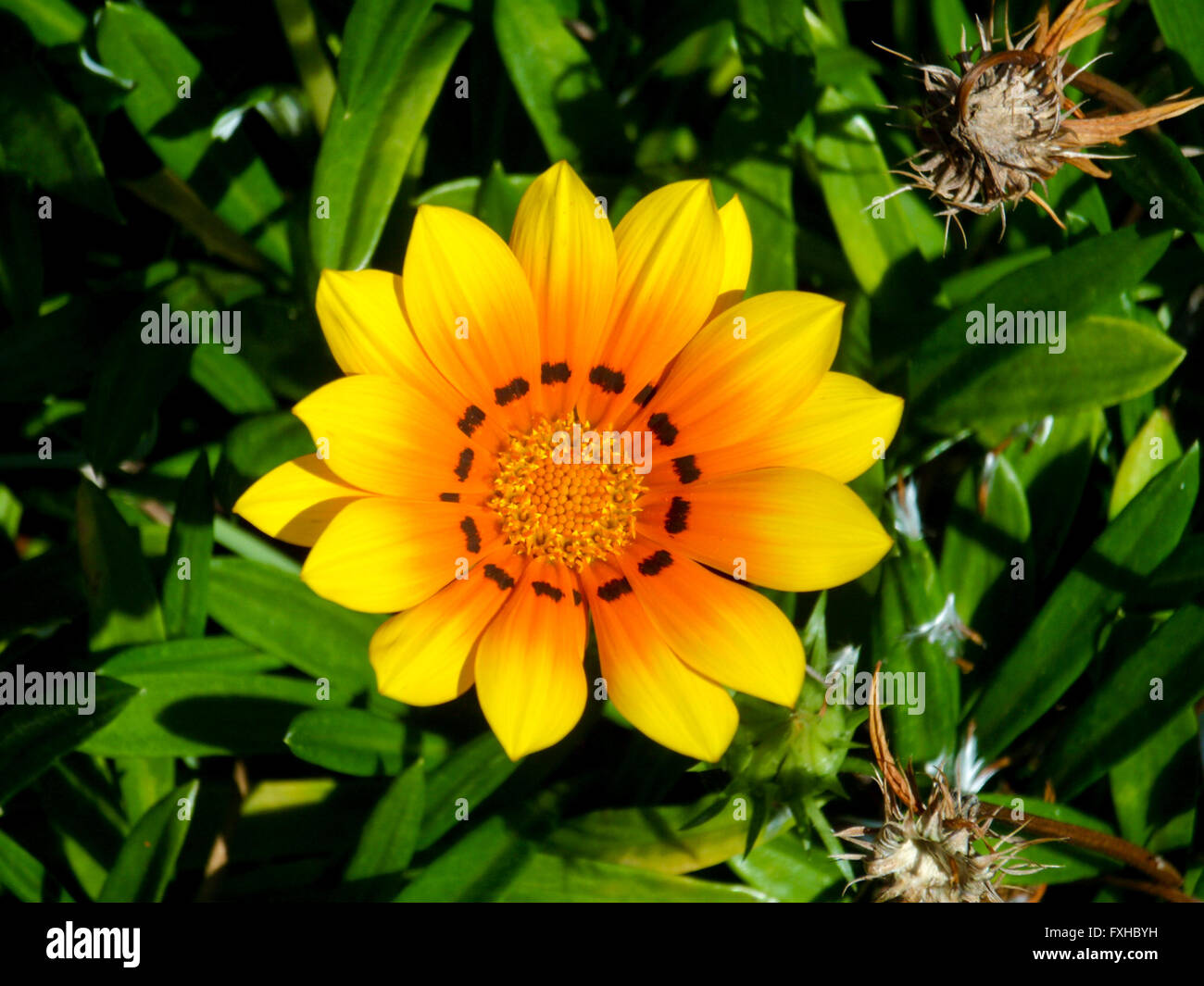Yellow Gazania oder African Daisy Stockfoto
