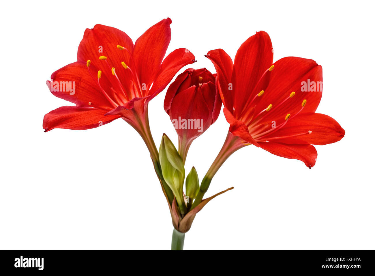 Rote Blume von Clivia, isoliert auf weißem Hintergrund Stockfoto